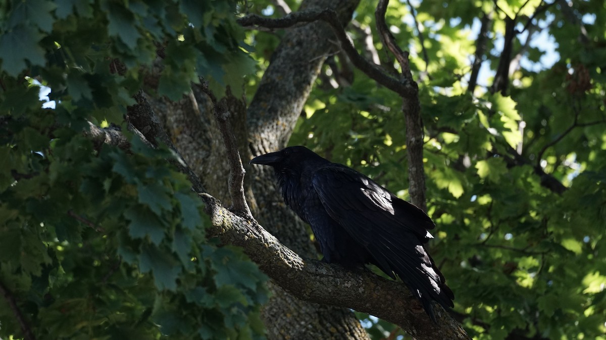 Common Raven - ML641127123