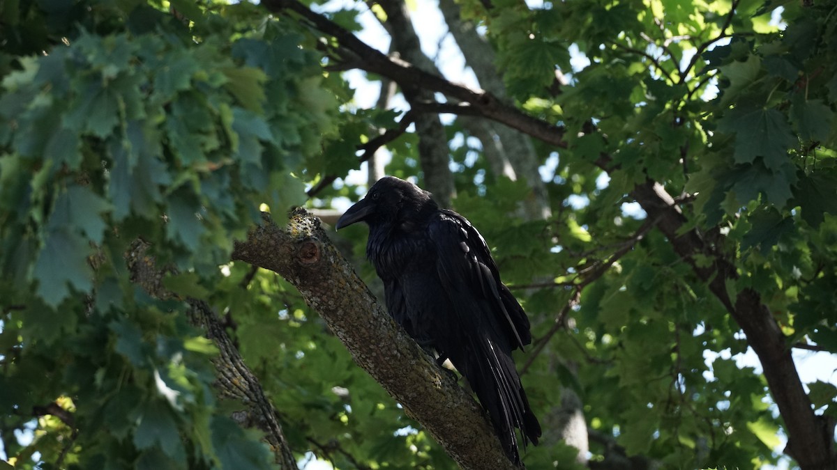 Common Raven - ML641127124