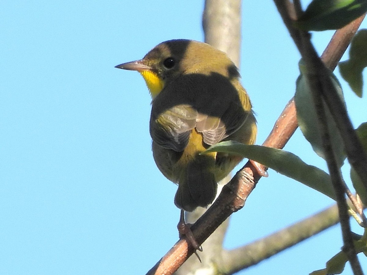 Common Yellowthroat - ML641127126