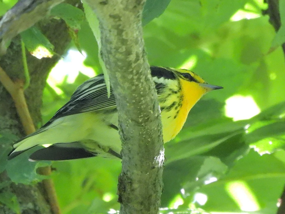 Blackburnian Warbler - ML641127145