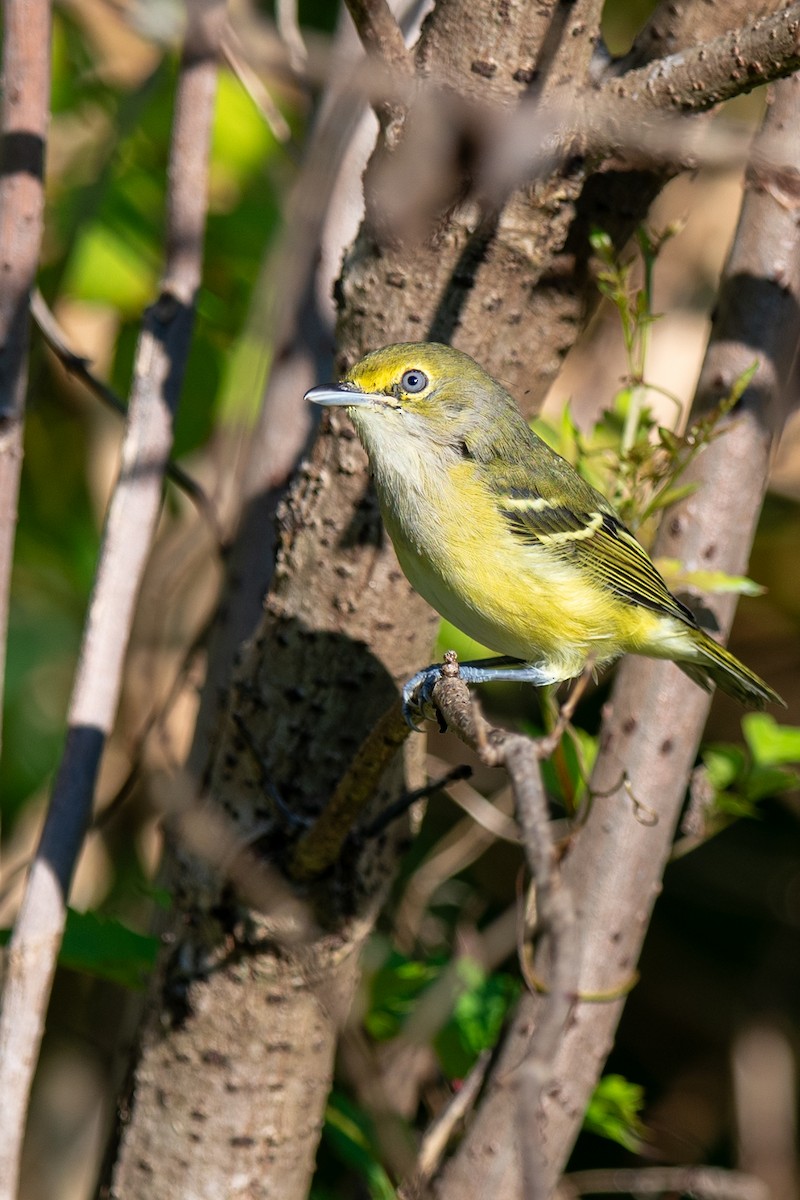 White-eyed Vireo - ML641127169