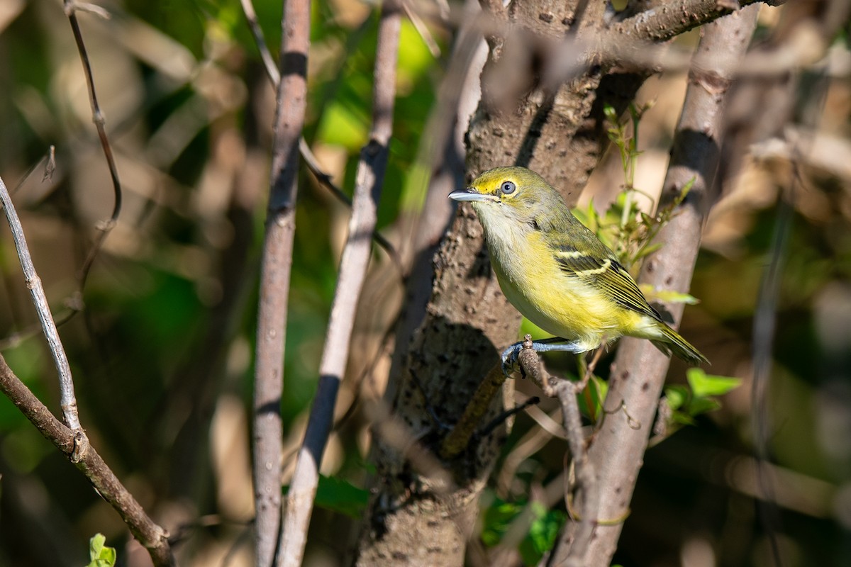 White-eyed Vireo - ML641127171