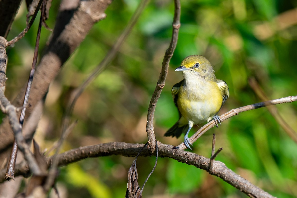 White-eyed Vireo - ML641127172