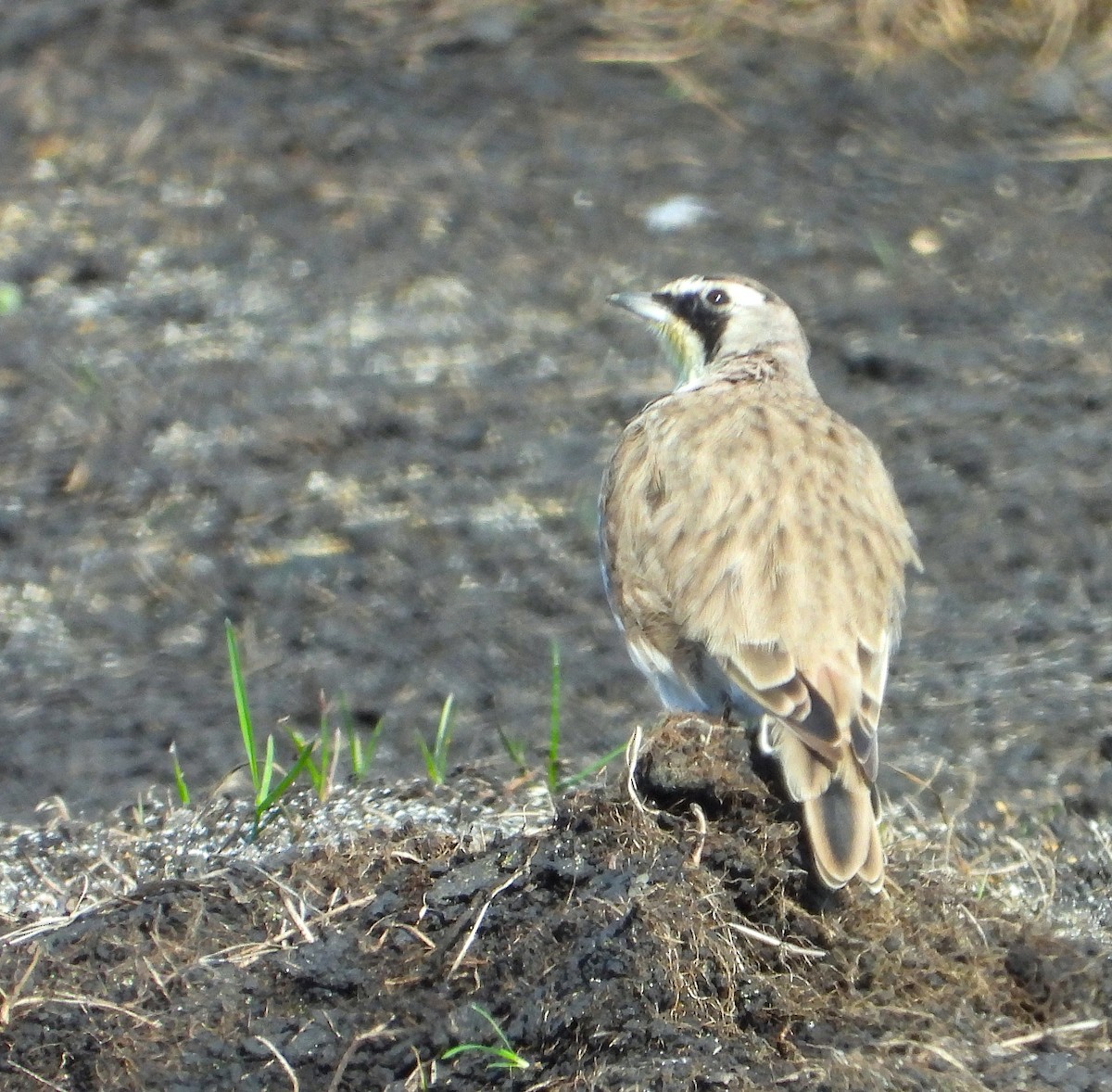 Horned Lark - ML641127199