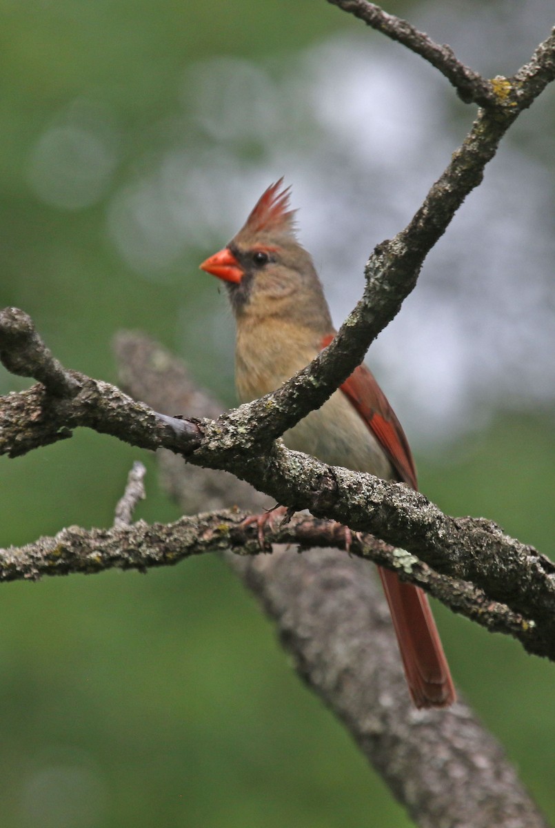 Northern Cardinal - ML641127219
