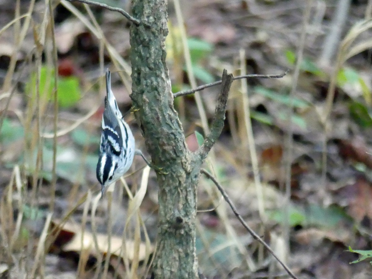 Black-and-white Warbler - ML641127245