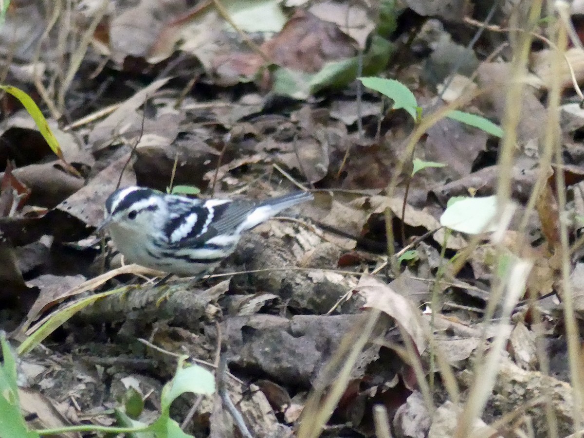 Black-and-white Warbler - ML641127246
