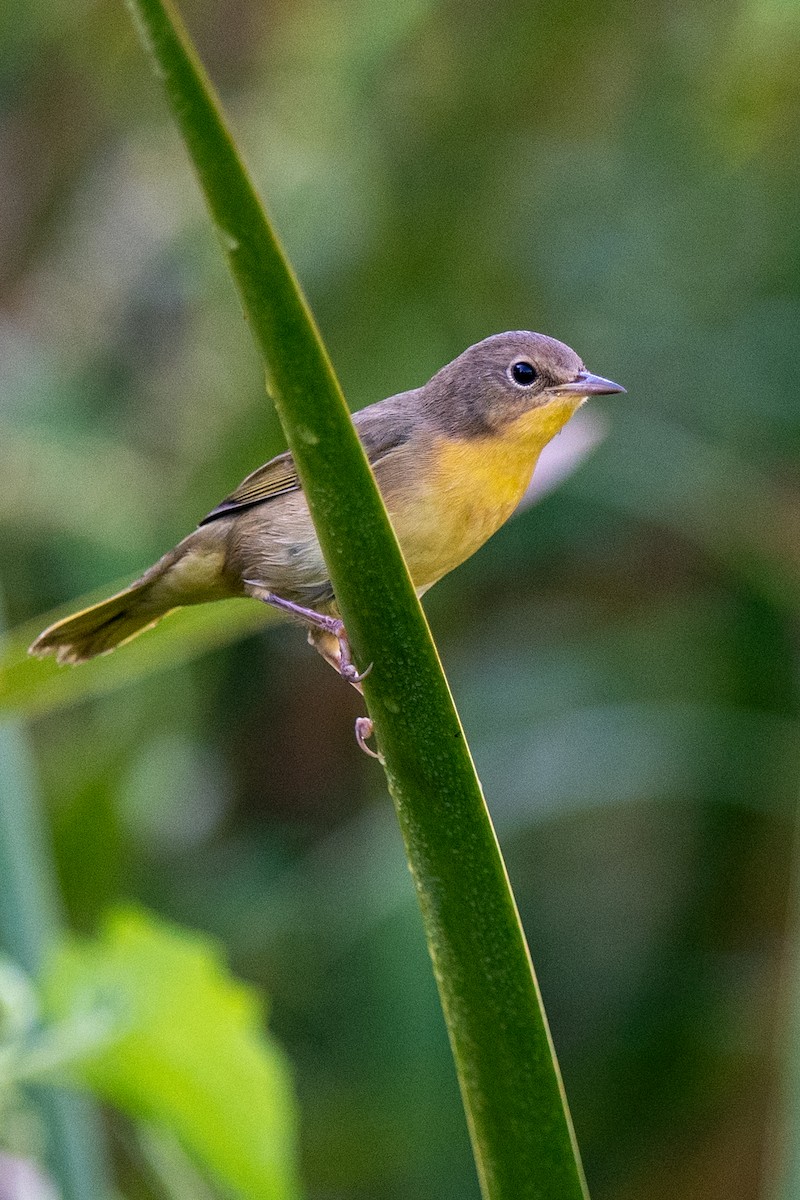 Common Yellowthroat - ML641127277