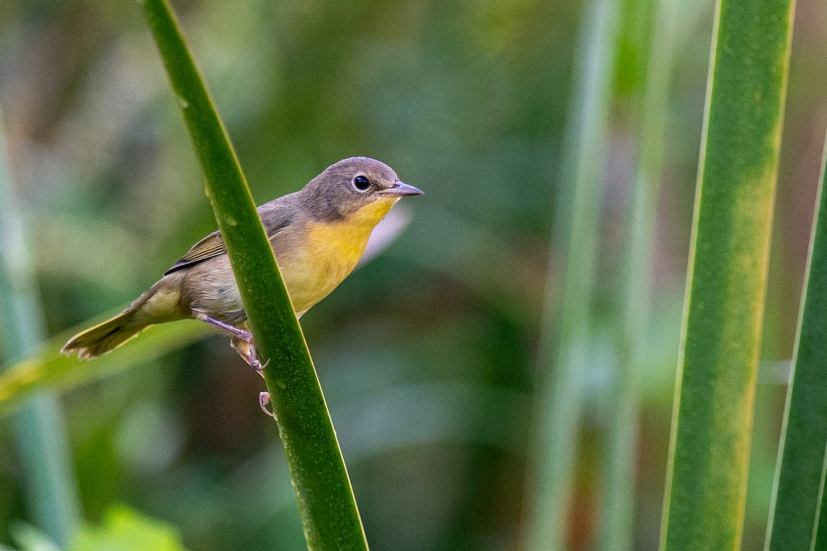 Common Yellowthroat - ML641127278