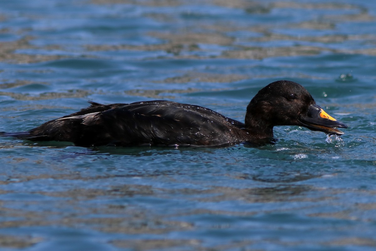 Common Scoter - ML641127287