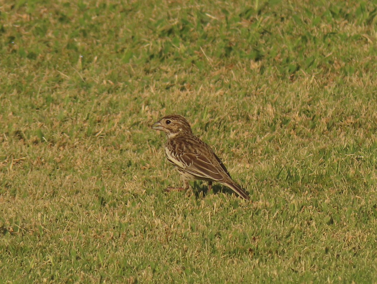 Lark Bunting - ML641127296