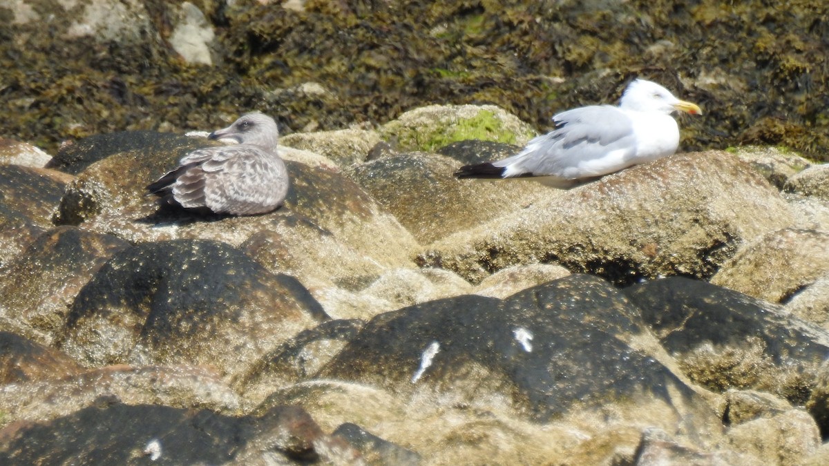 American Herring Gull - ML641127309