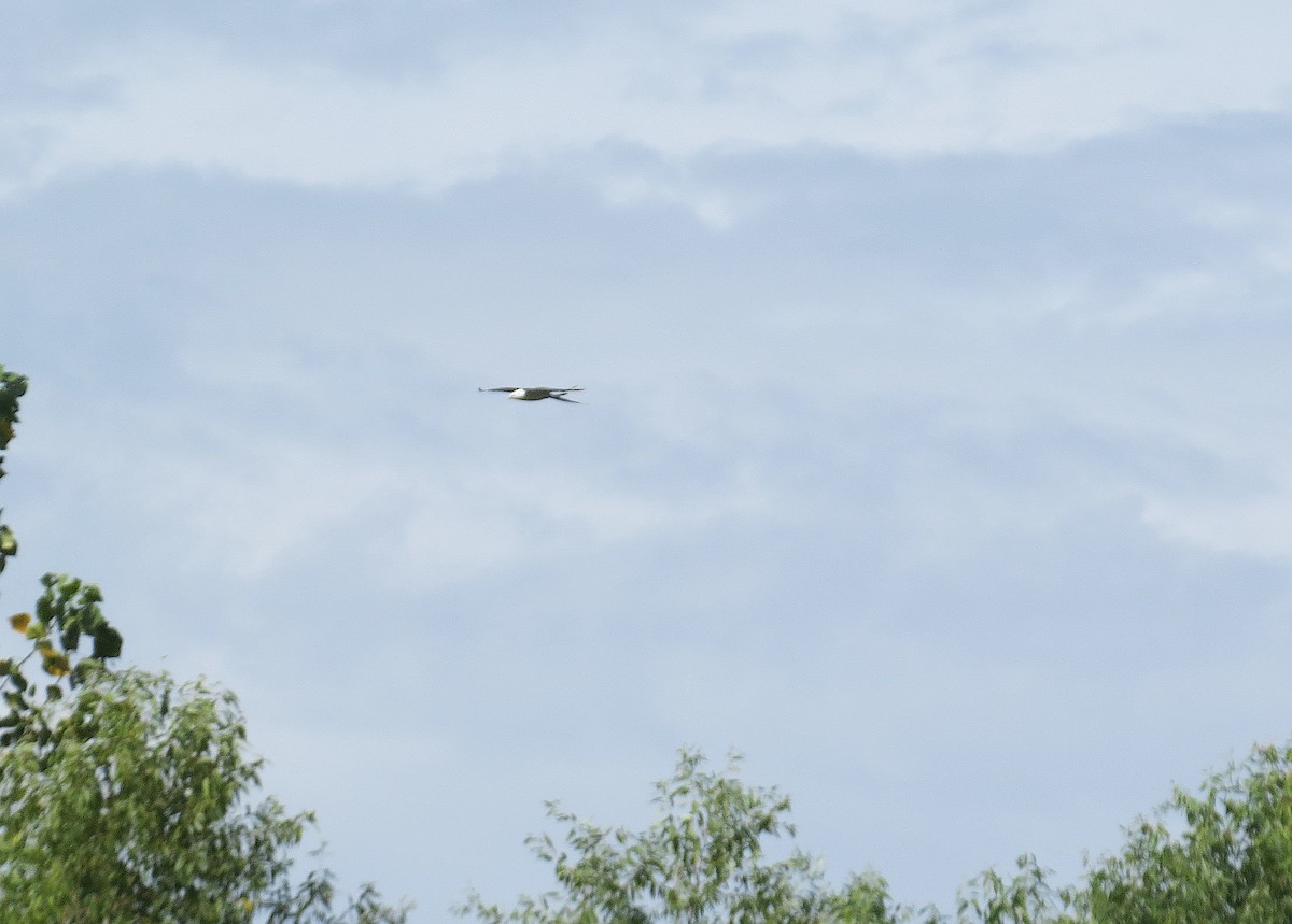 Swallow-tailed Kite - ML641127332