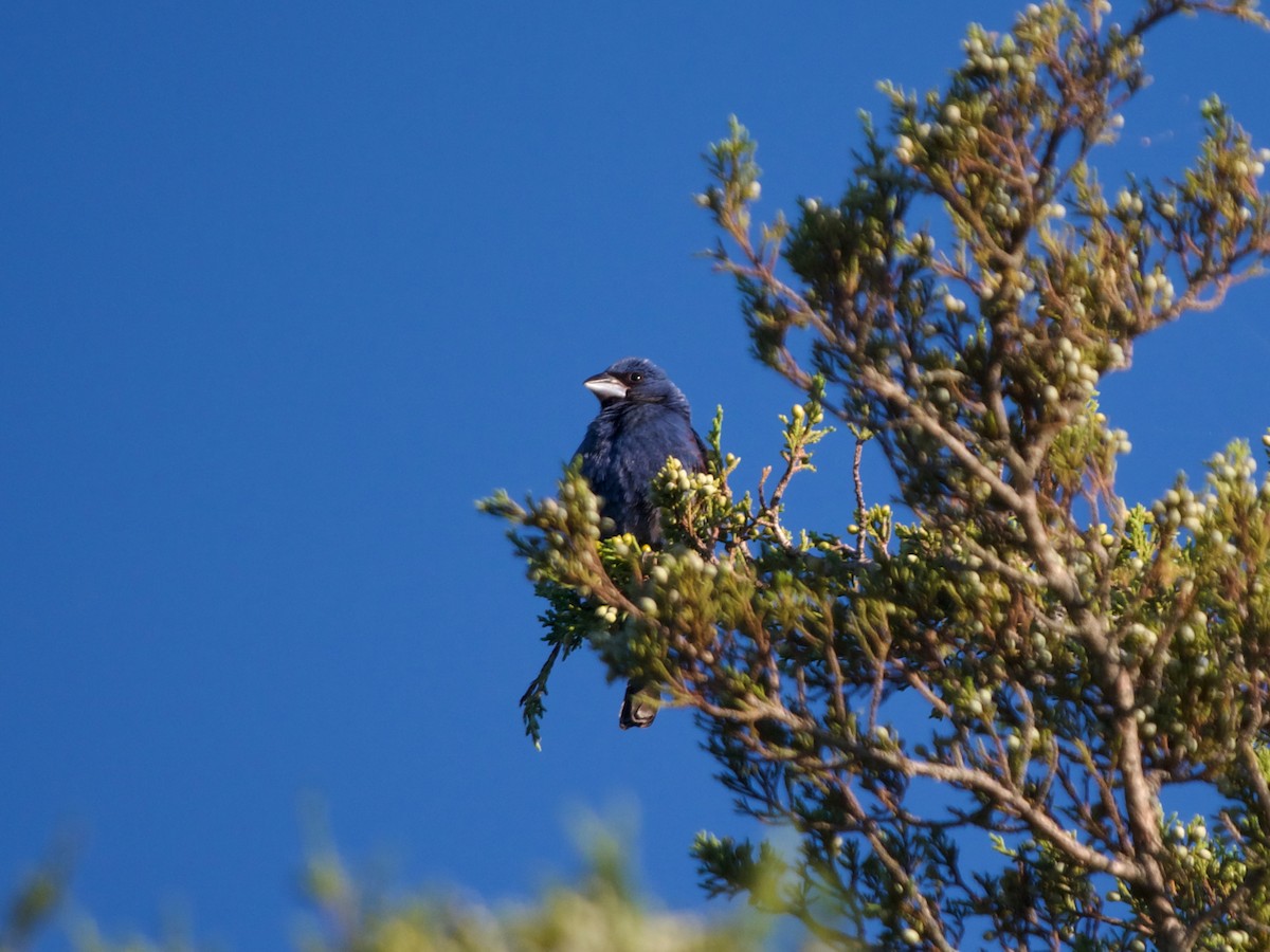 blåtykknebb - ML641127344
