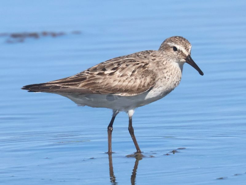White-rumped Sandpiper - ML641127382