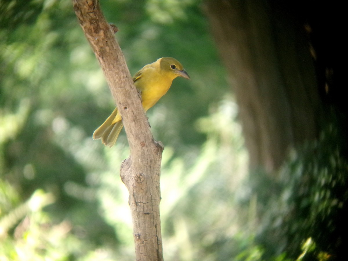 Summer Tanager - ML641127396