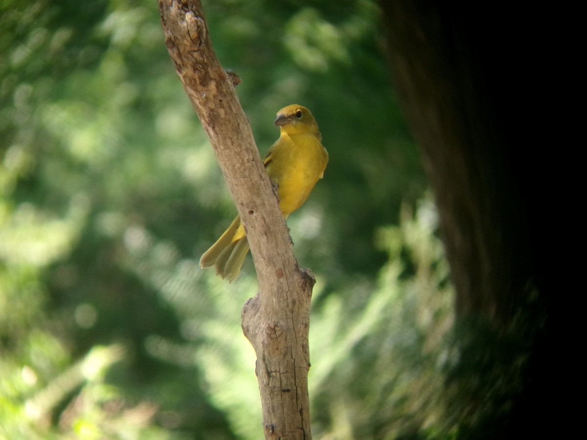 Summer Tanager - ML641127397