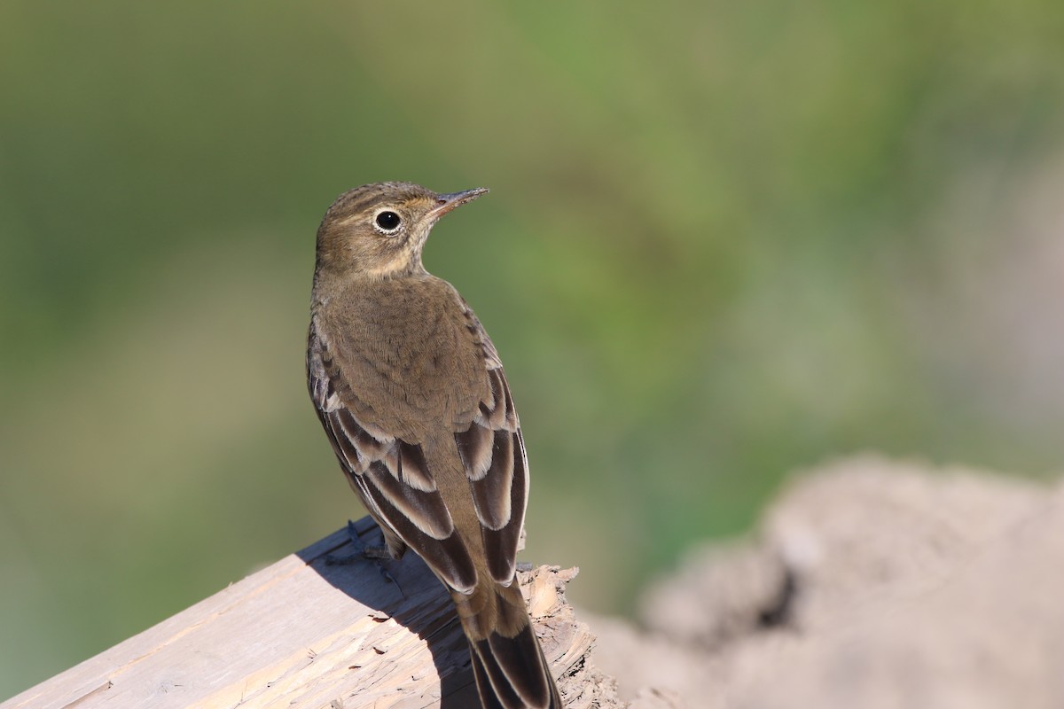 American Pipit - ML641127422