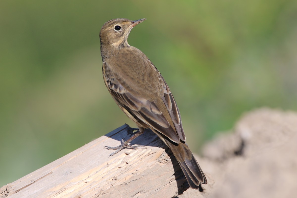 American Pipit - ML641127423
