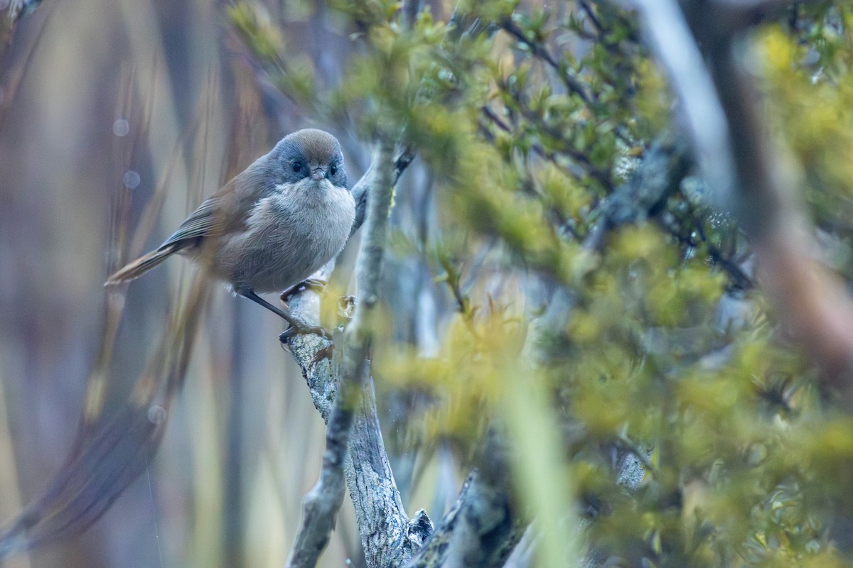 Pipipi - ML641127426
