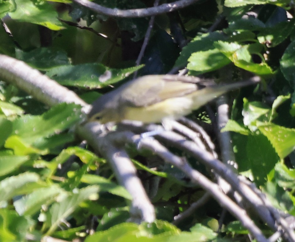 Philadelphia Vireo - ML641127431