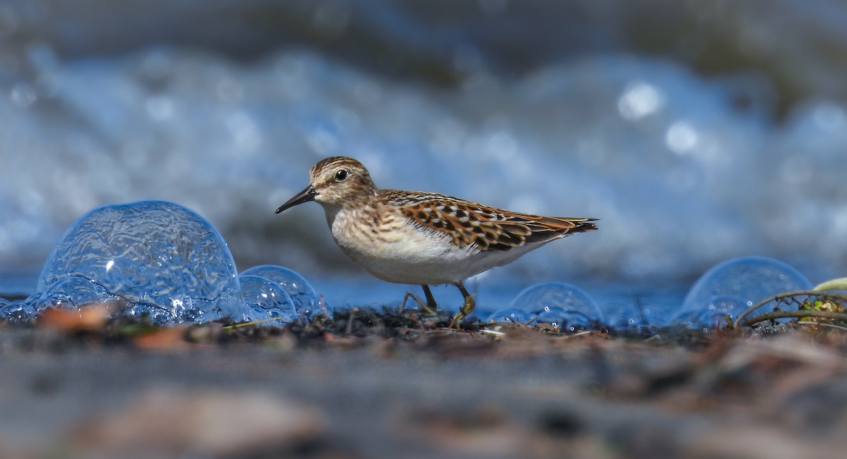 Least Sandpiper - ML641127442