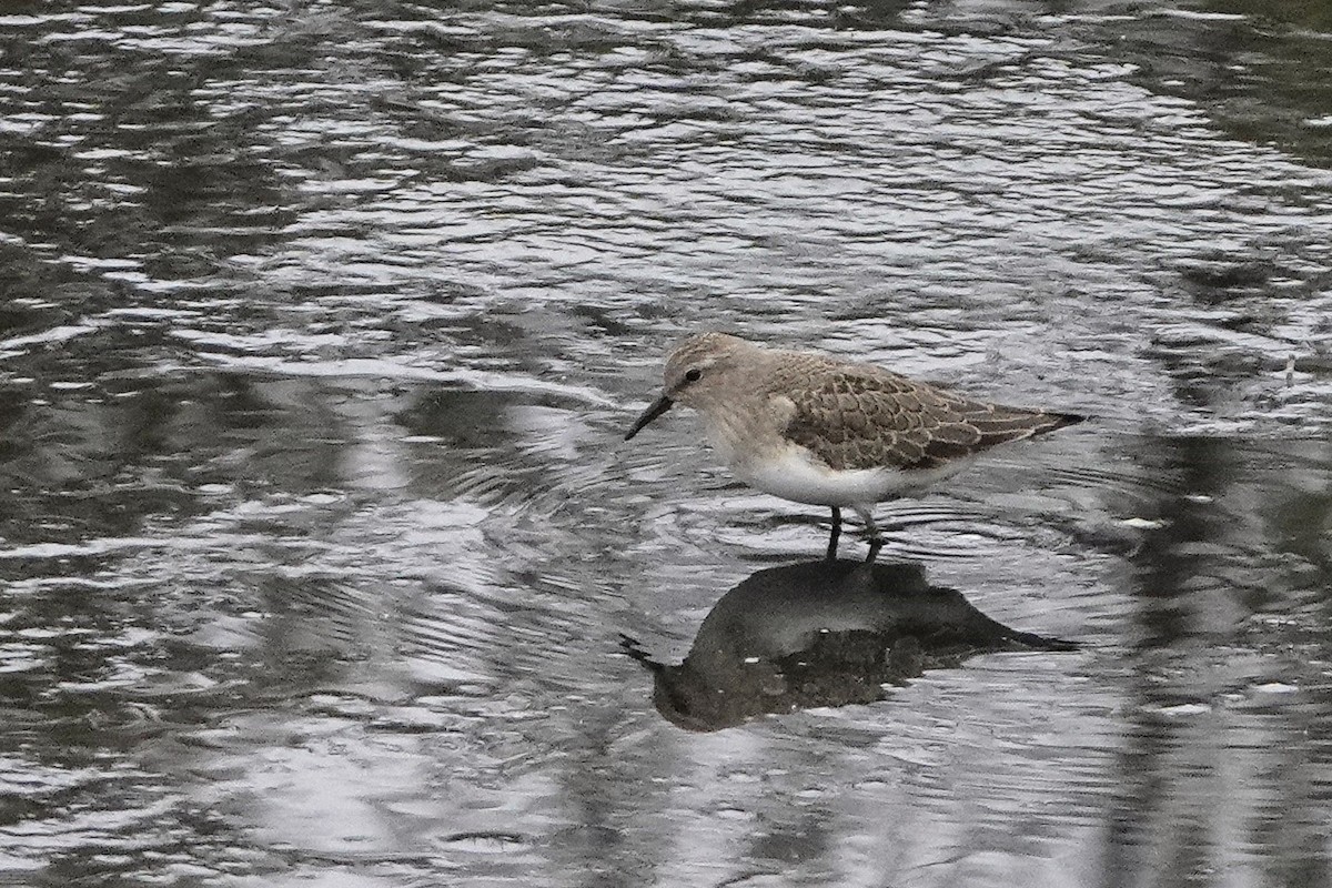 Temminck's Stint - ML641127454