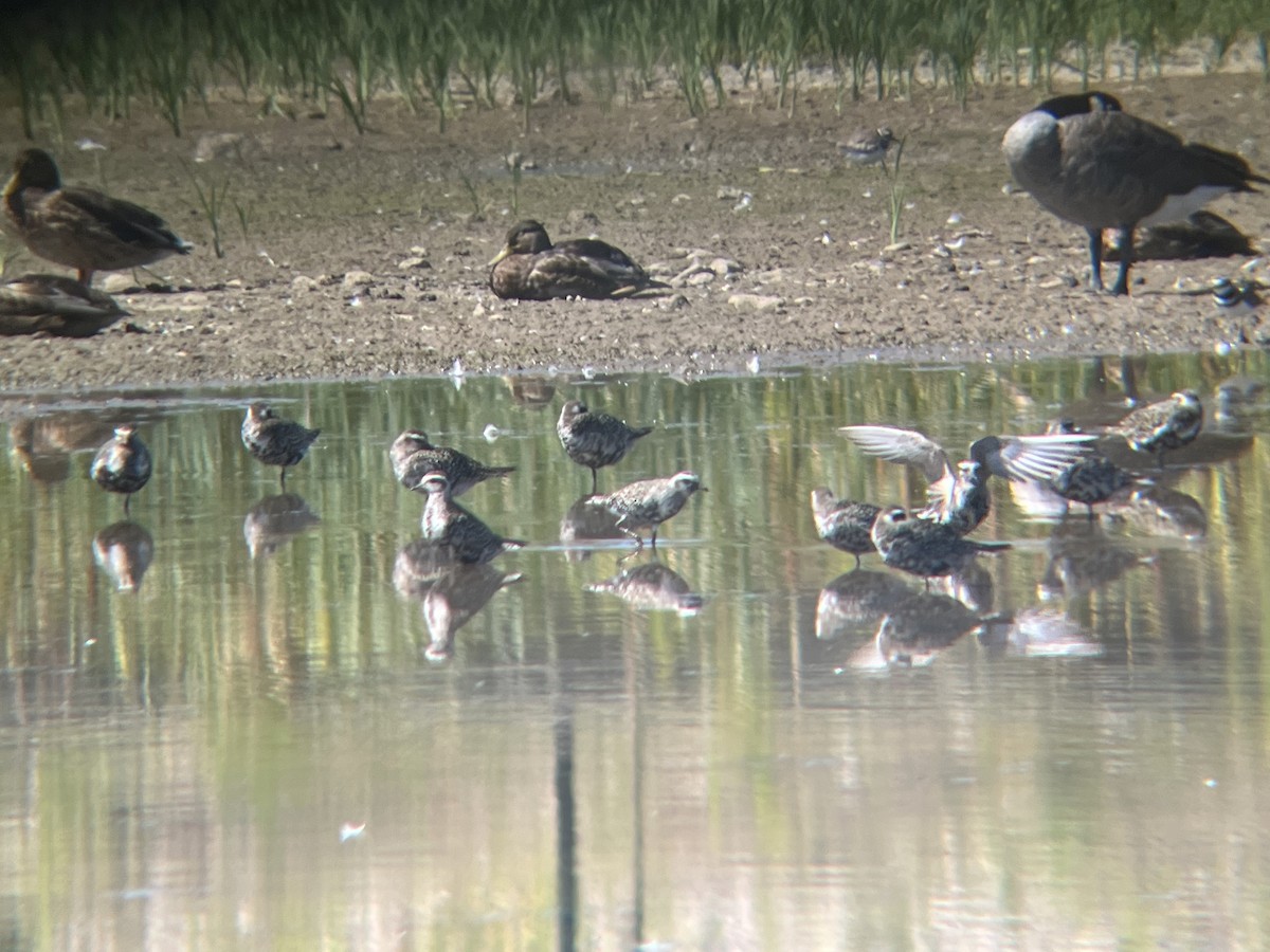 American Golden-Plover - ML641127455