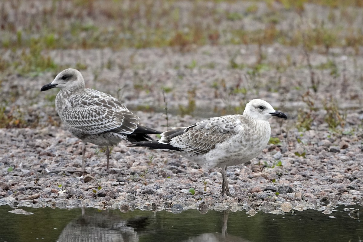 Caspian Gull - ML641127464
