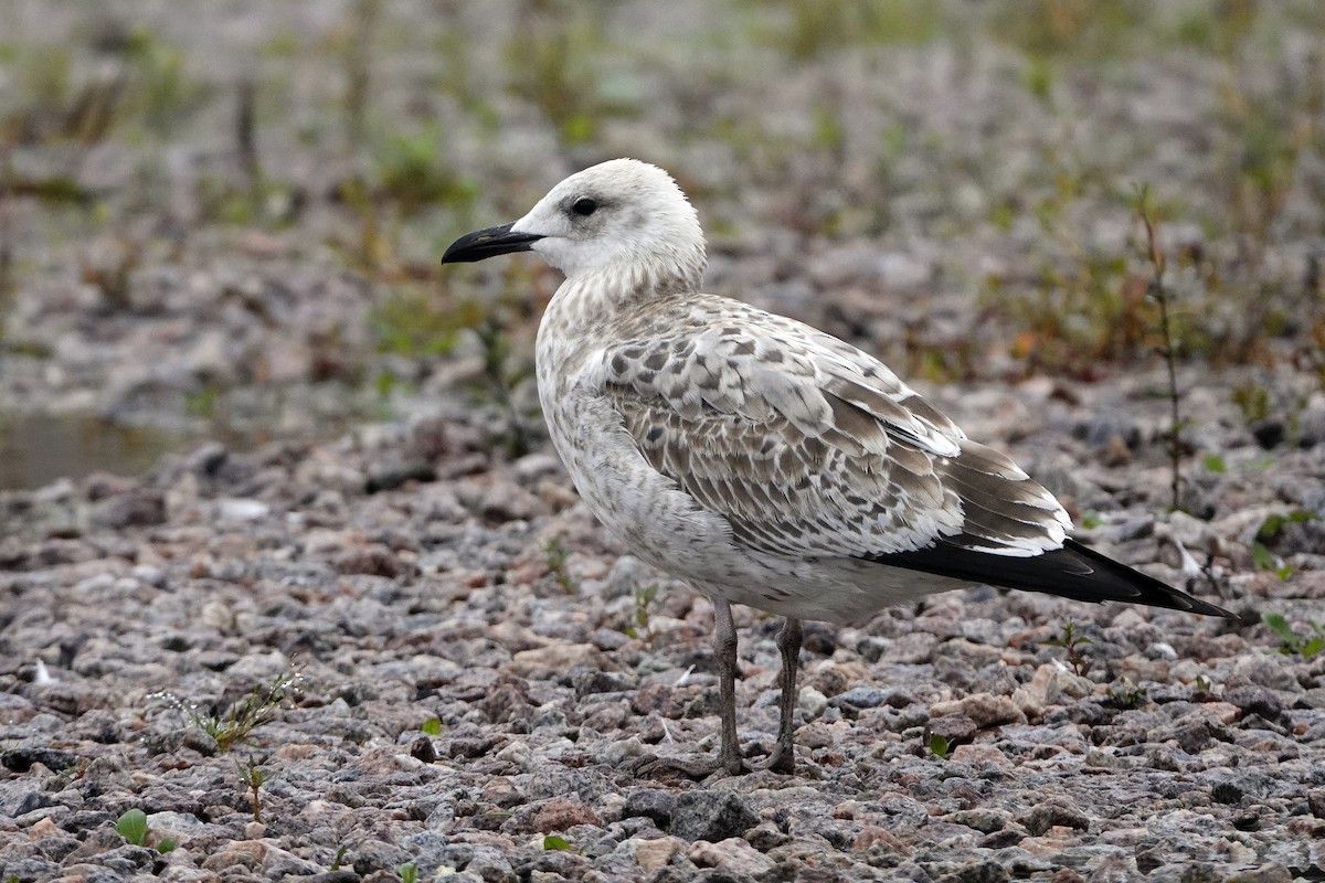 Caspian Gull - ML641127465