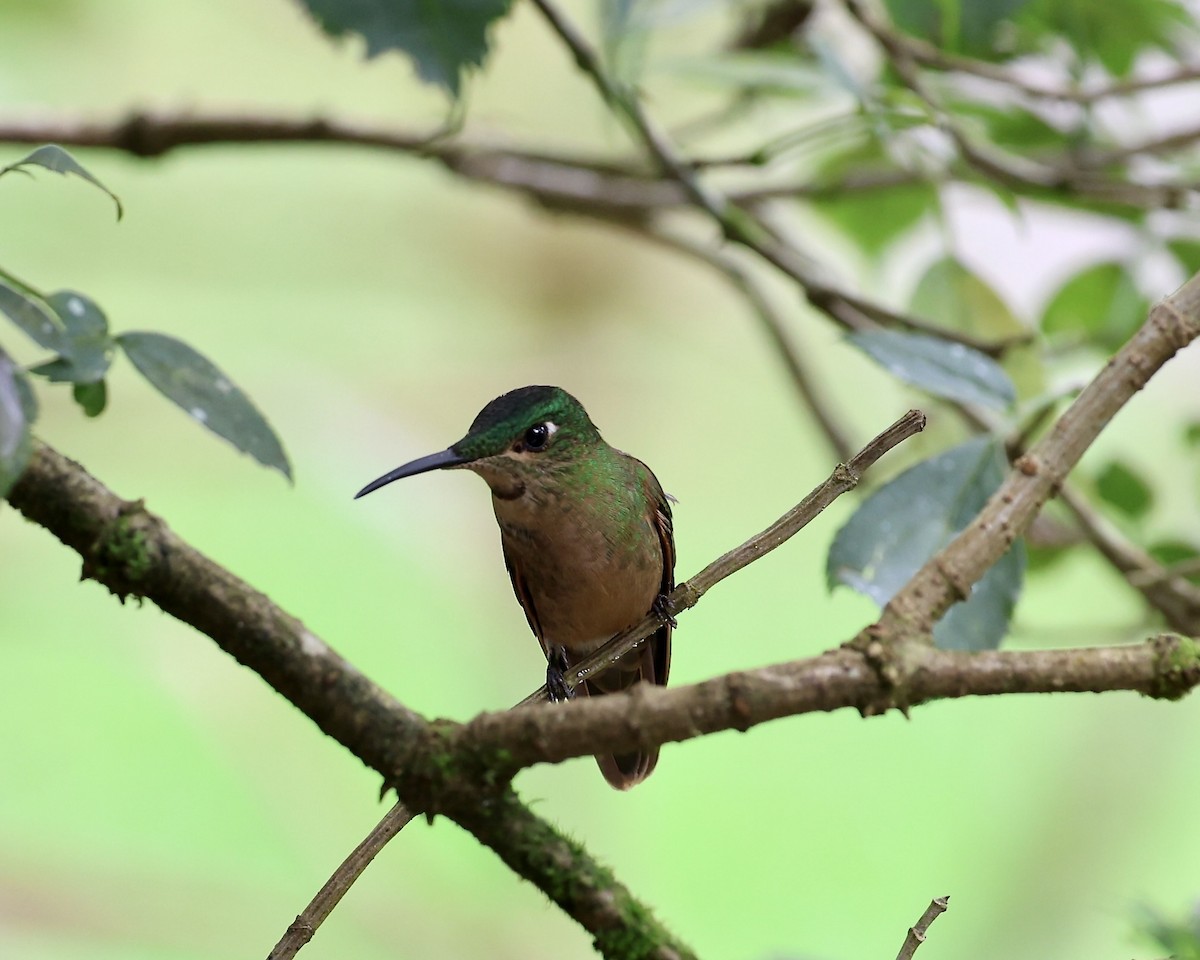 Fawn-breasted Brilliant - ML641127481