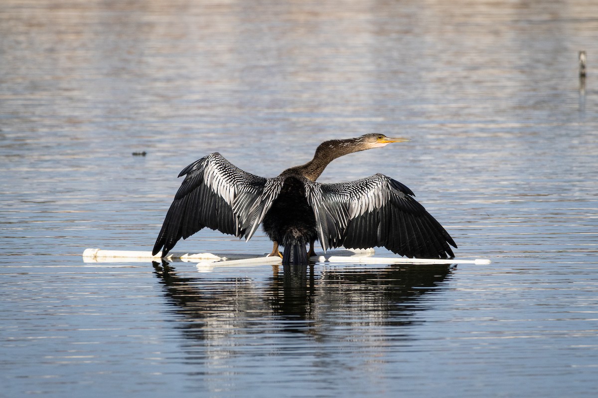 Anhinga - ML641127483