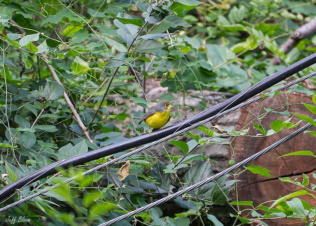 Canada Warbler - ML641127494