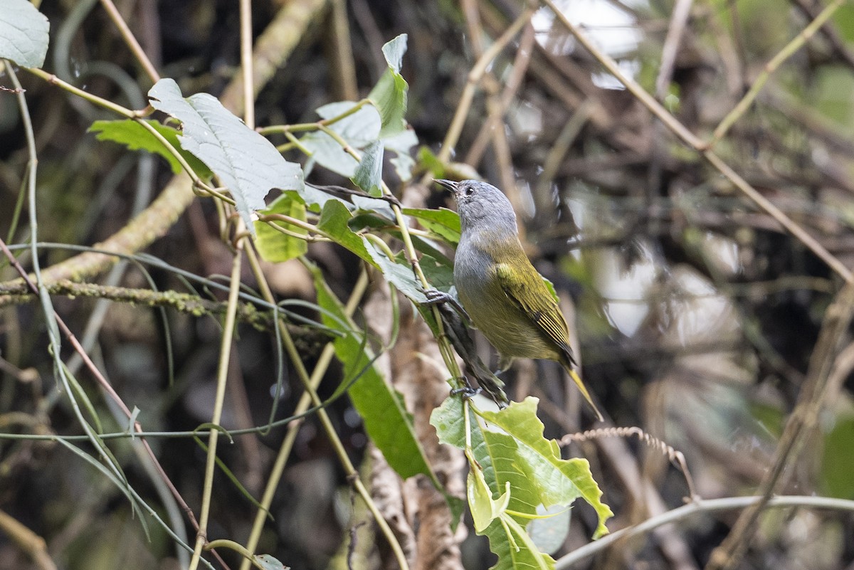 Capped Conebill - ML641127518