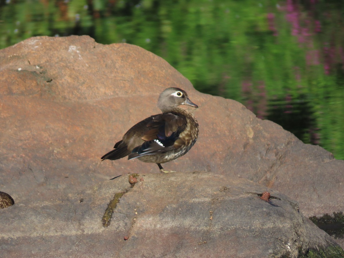 Wood Duck - ML641127529