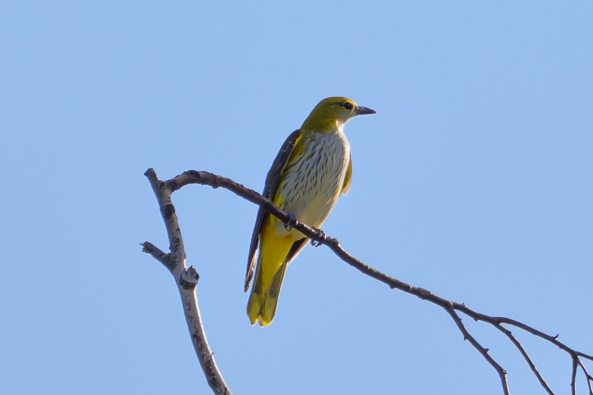 Pirol - ML641127531