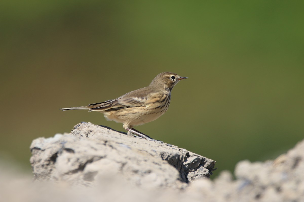 American Pipit - ML641127553