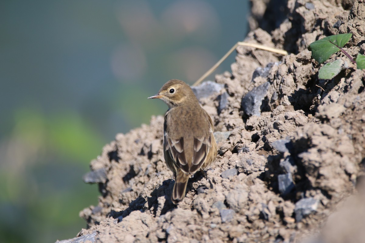 American Pipit - ML641127554