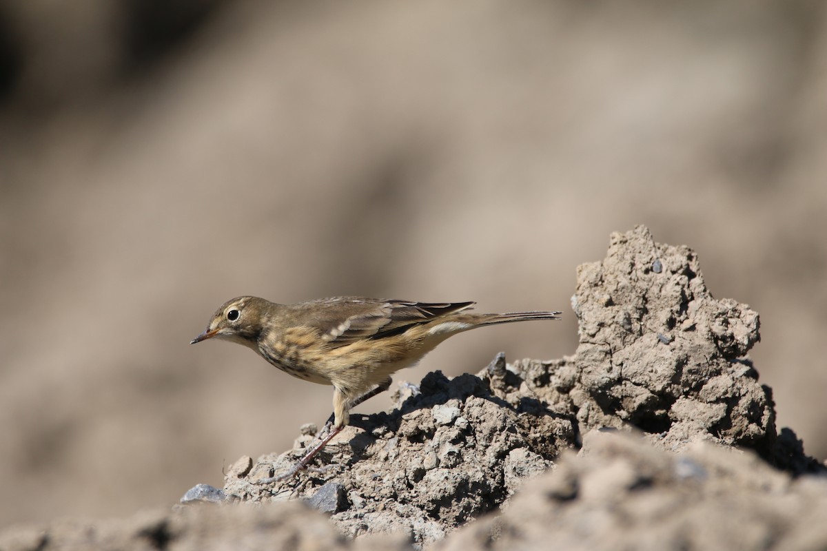 American Pipit - ML641127555