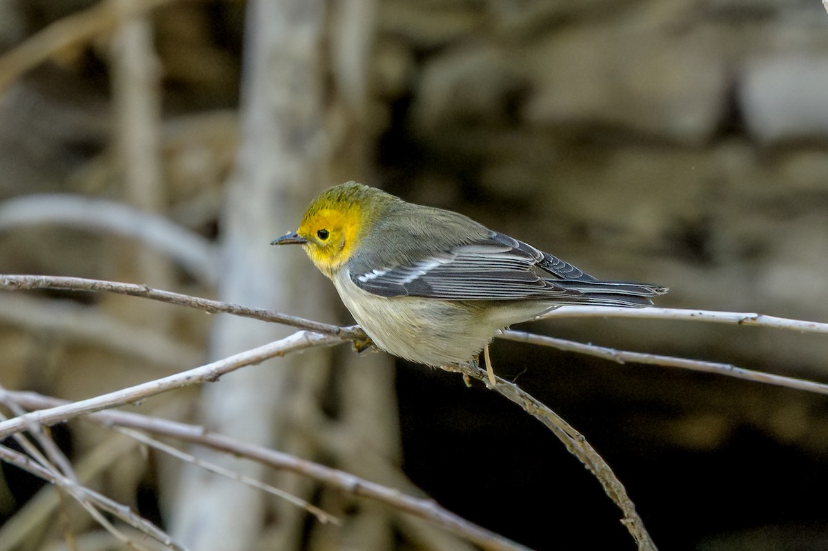 Hermit Warbler - ML641127568