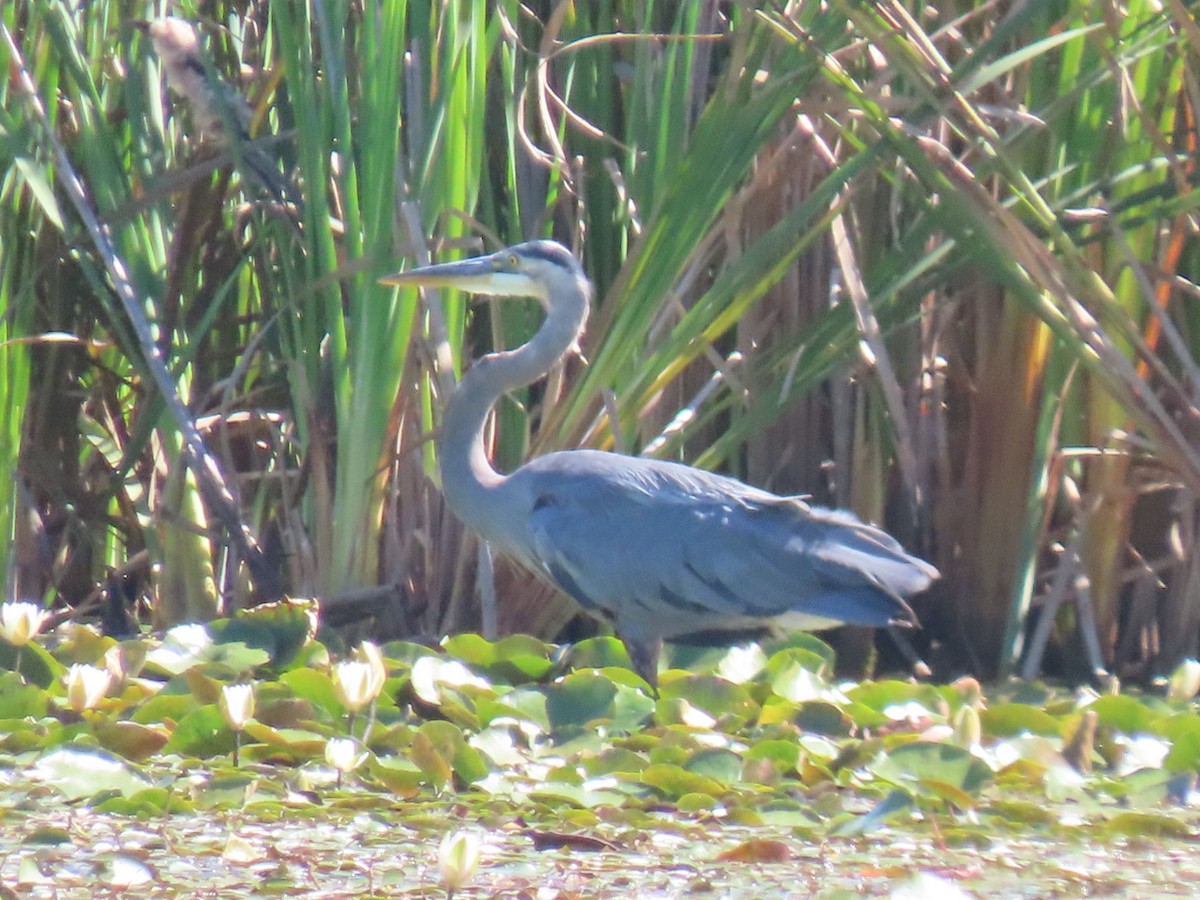 Great Blue Heron - ML641127570