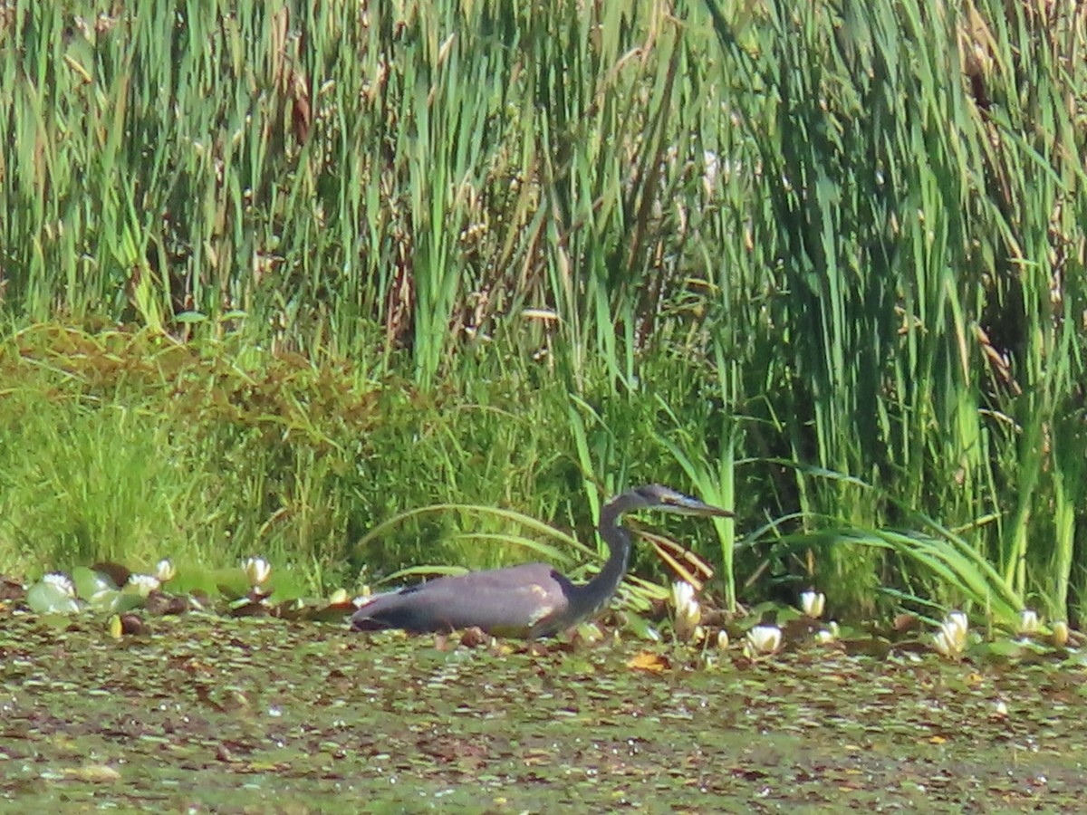 Great Blue Heron - ML641127571