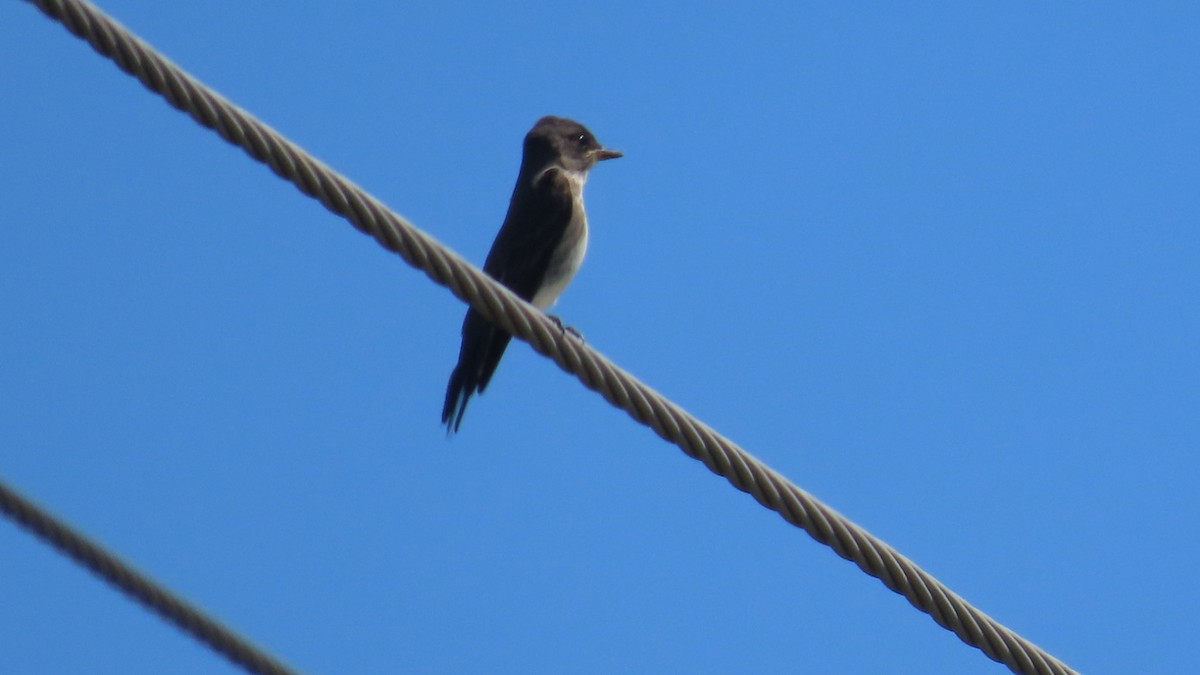 Olive-sided Flycatcher - ML641127572