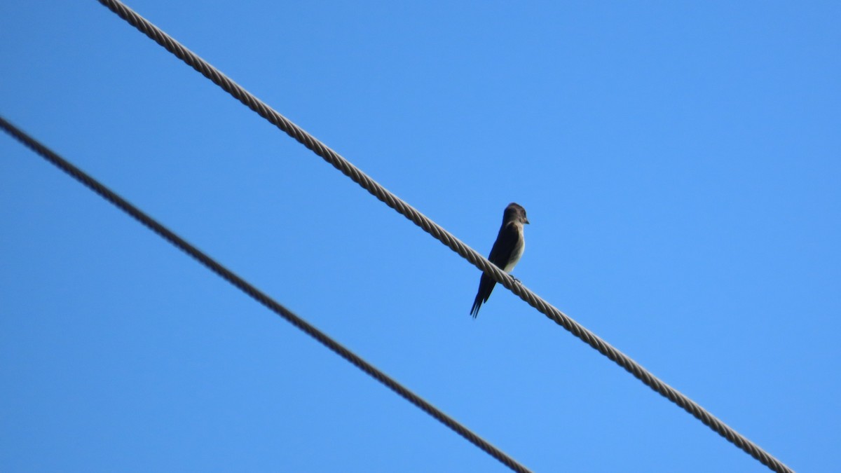Olive-sided Flycatcher - ML641127573