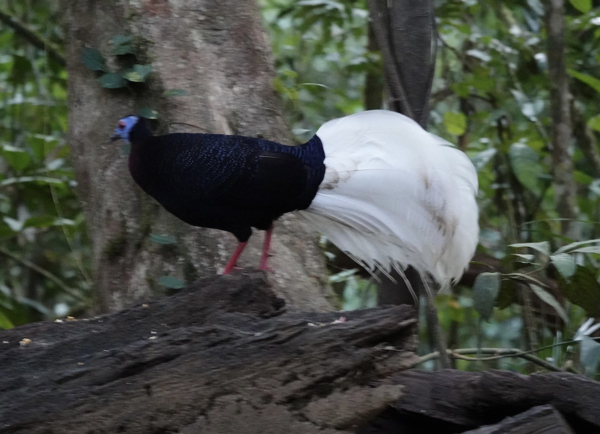 Faisán Coliblanco - ML641127593