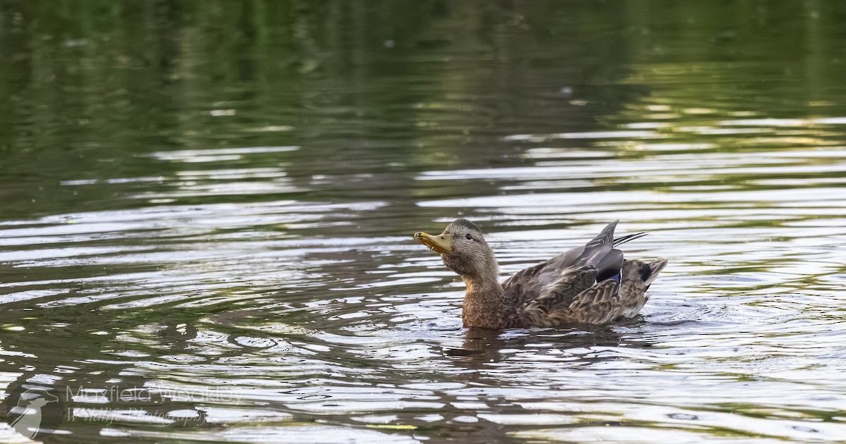 Mallard x Mexican Duck (hybrid) - ML641127628