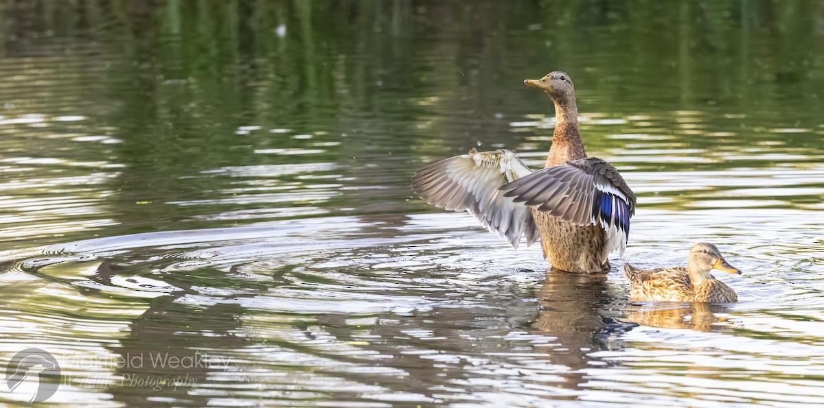 Mallard x Mexican Duck (hybrid) - ML641127629
