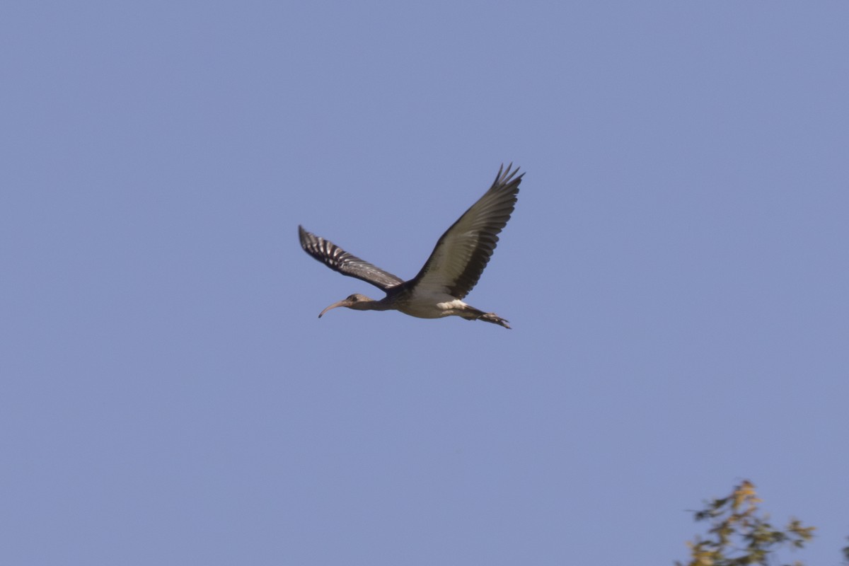 Ibis blanc - ML641127643