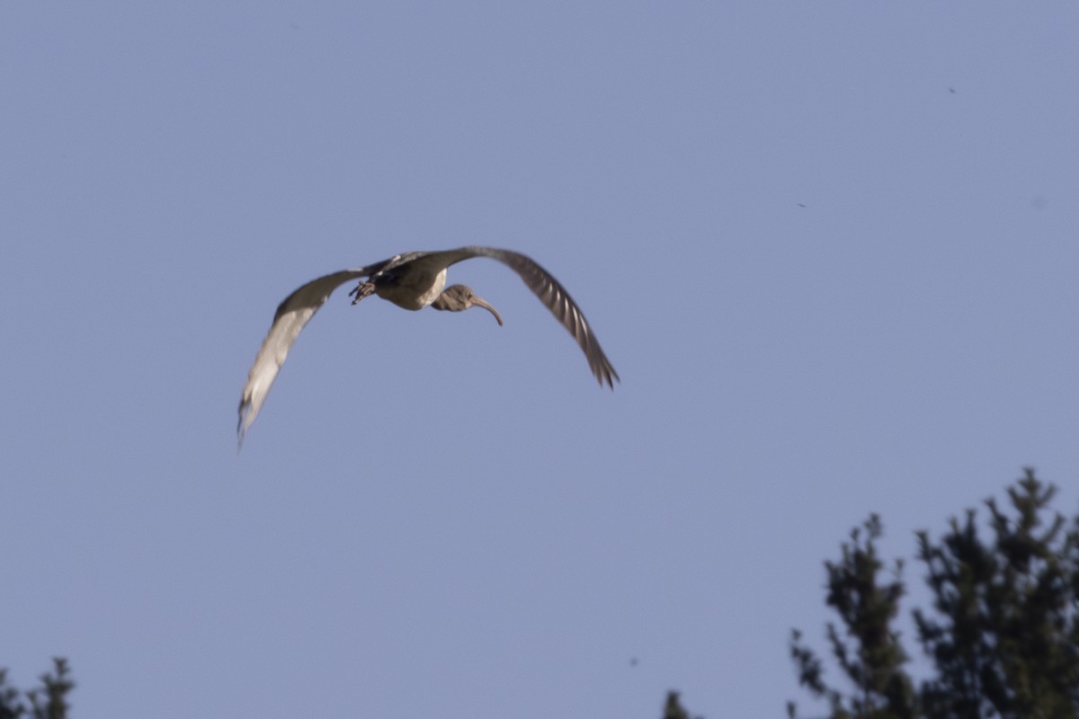 Ibis blanc - ML641127646