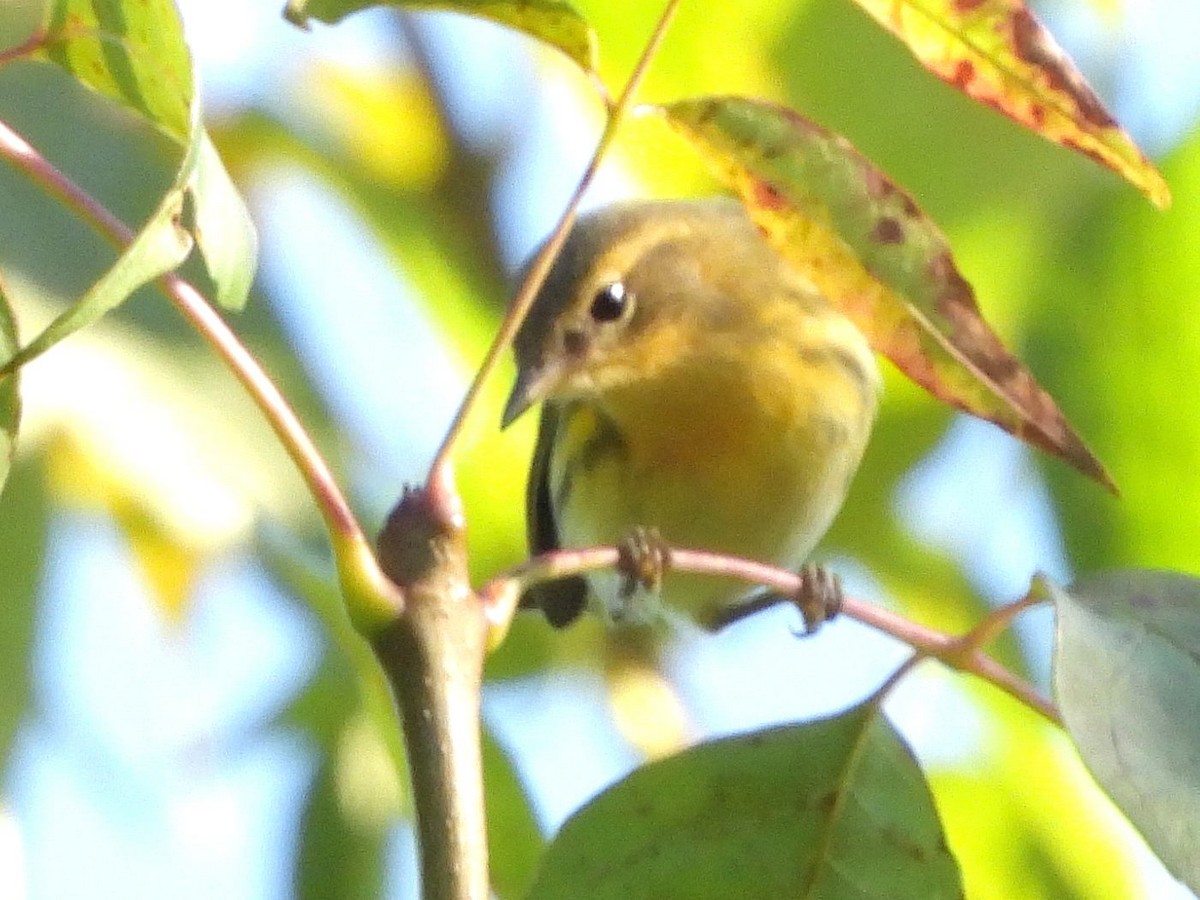 Blackburnian Warbler - ML641127665